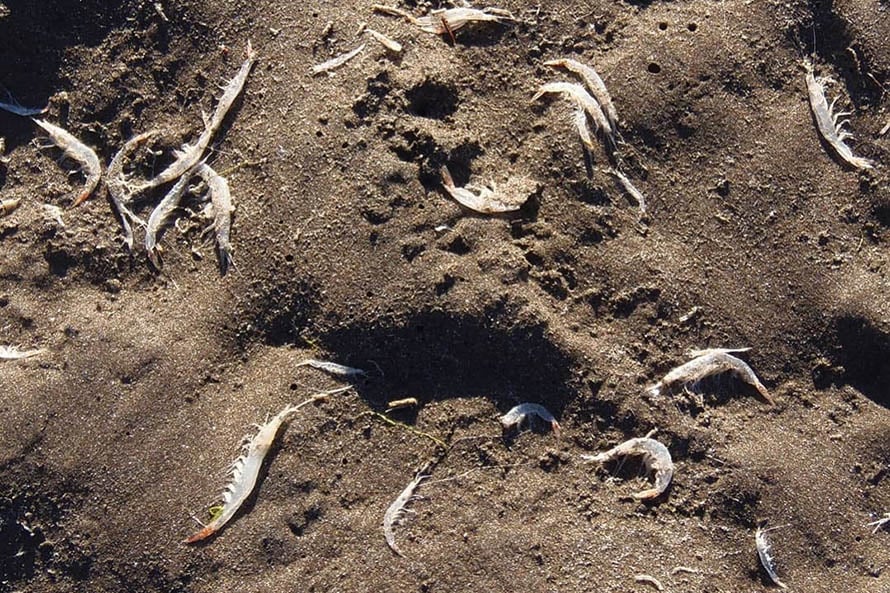 Estudian la aparición de crustáceos muertos en Playa Grande