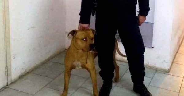 Rescataron a un perro que había sido robado de una casa en Playa Serena