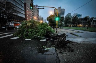 Temporal en Mar del Plata: más de 20 techos volados, 50 árboles caídos y diversos daños