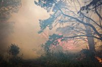 Bomberos combatieron un amplio incendio forestal en El Marquesado