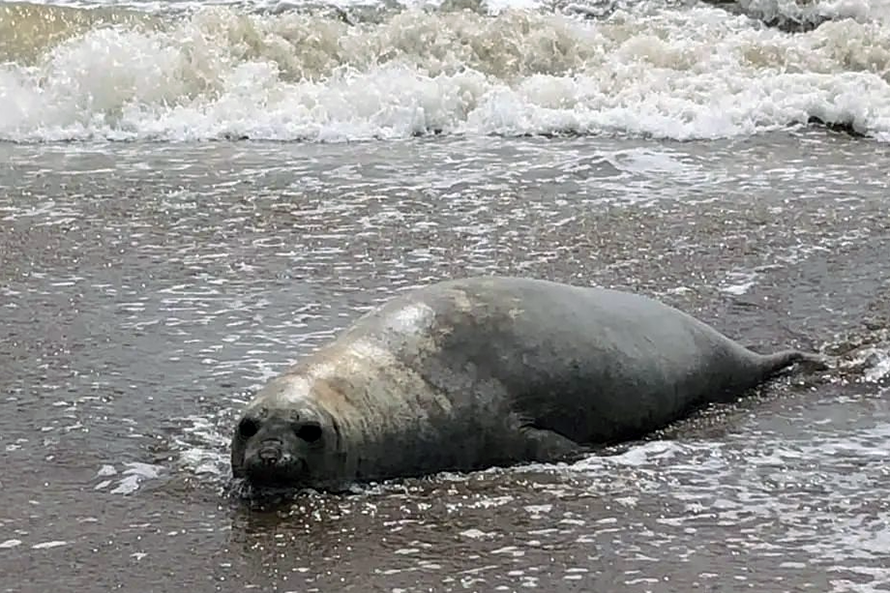 Un elefante marino se sumó al paisaje de una playa de zona norte