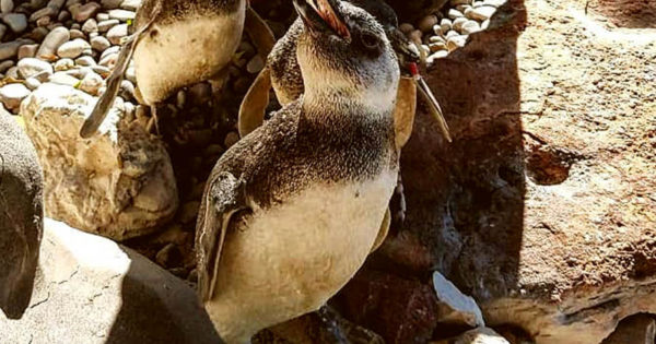 Rescataron a un pingüino en la playa Marypesca de Mar del Plata