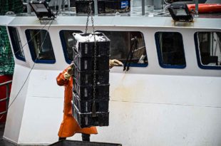 Pesca: equipan buques marplatenses con cámaras para crear un sistema de monitoreo