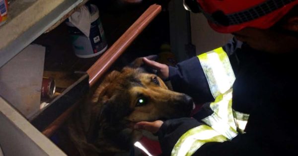 Rescataron a un perro que se escondió mientras se incendiaba un departamento