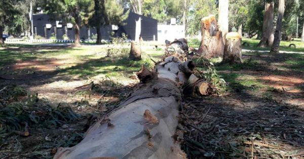Parque Camet: denuncian tala de árboles y cuestionan la “falta de controles”
