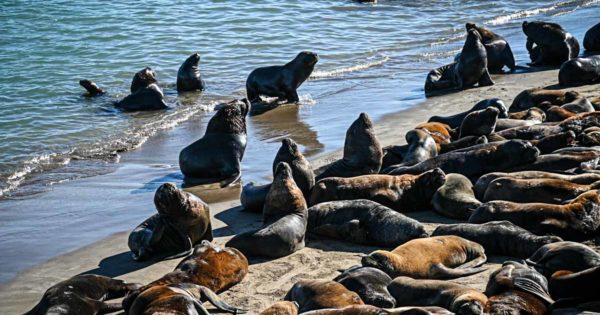 Gripe aviar: la mayor cantidad de lobos marinos muertos se registró en Mar del Plata