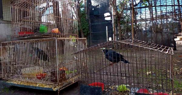 Recataron 80 aves autóctonas que eran vendidas a través de las redes sociales