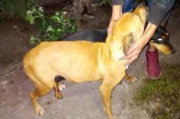 Rescataron a cuatro perros desnutridos en el barrio Malvinas Argentinas