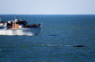 Buscan establecer un protocolo de avistamiento de ballenas en Mar del Plata