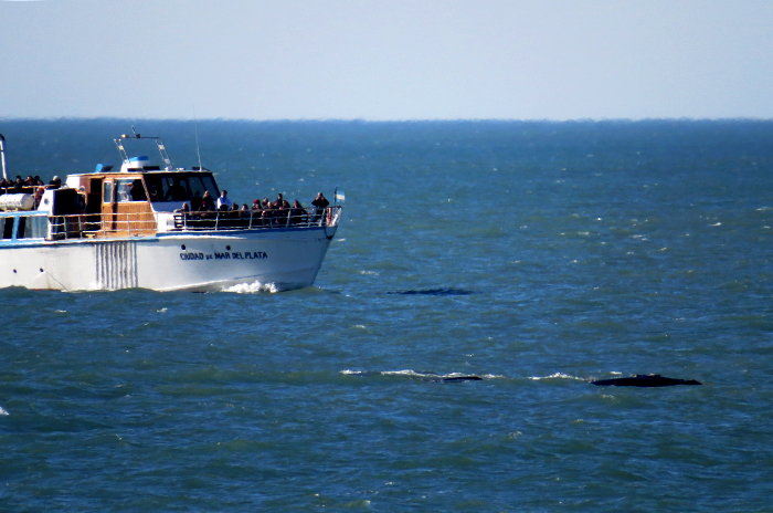 Frente a la presencia de ballenas, Prefectura oficializó el protocolo de navegación