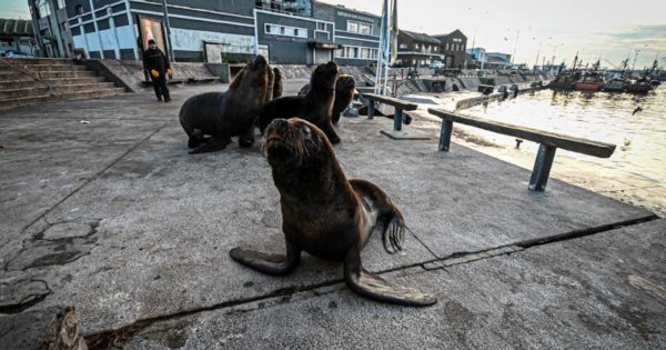 Banquina: tras seis meses de operativo, cómo siguen las tareas con los lobos marinos
