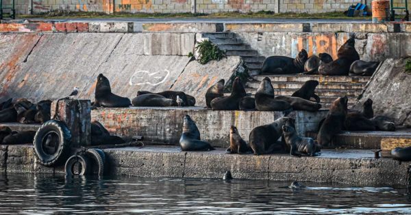 Gripe aviar: llegó a 115 el número de lobos marinos muertos y relevan pingüinos 