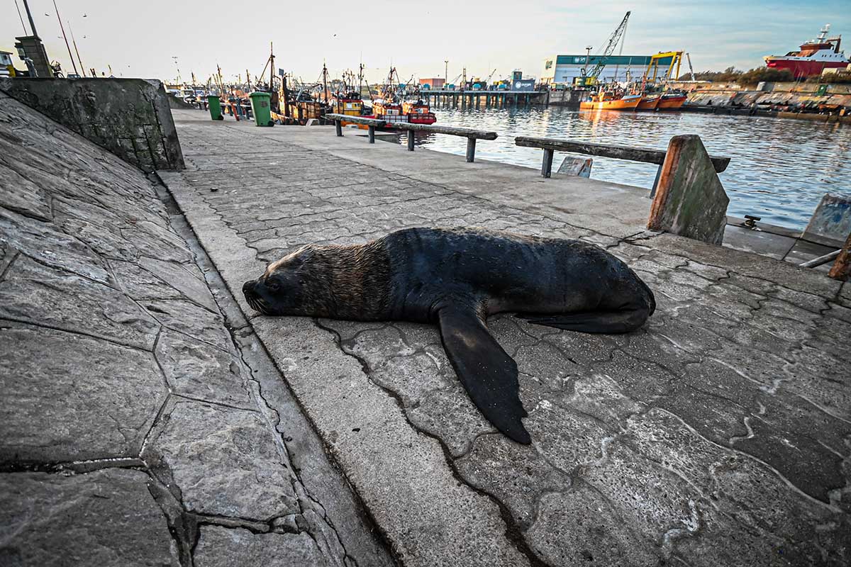 Sorpresiva muerte de 25 lobos marinos: investigan si tuvieron gripe aviar
