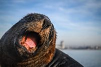 De la banquina al mar: el desafío de reubicar a los lobos marinos en el Puerto