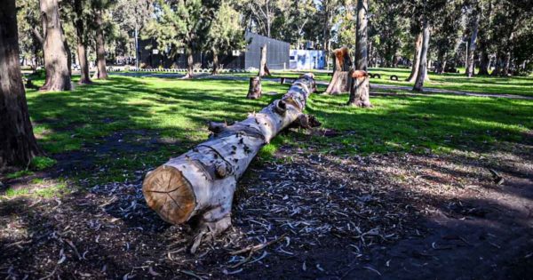 Advierten por más cortes de árboles en Parque Camet: “Es un daño irreparable”