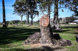 Parque Camet: entre la pérdida de árboles, la cesión de tierras y el accionar municipal