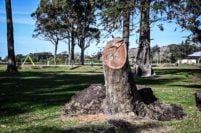 Parque Camet: entre la pérdida de árboles, la cesión de tierras y el accionar municipal
