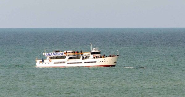 Ballenas en Mar del Plata: denuncian “acoso” desde embarcaciones