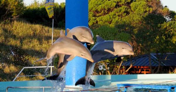 Buscan prohibir los espectáculos con animales marinos en cautiverio