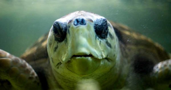 Trasladan a Mar del Plata a un tortugo tras 38 años en cautiverio en Mendoza