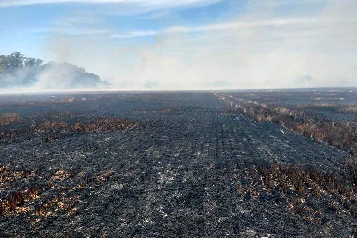 Bomberos combatieron un incendio forestal sobre 24 hectáreas