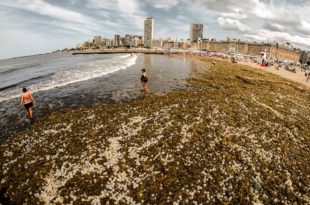 La Playa Popular, repleta de “algas” y cápsulas de caracoles marinos