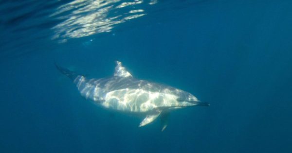 El paso de delfines por la costa de Mar del Plata: “Son especies muy curiosas”