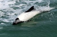 Un estudio local confirmó la ingesta de plásticos en cetáceos de la Costa Atlántica