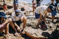 Hallaron restos fósiles de un camélido gigante en la zona sur