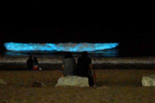 “Noctiluca scintillans”, la microalga que hizo brillar las olas en Mar del Plata