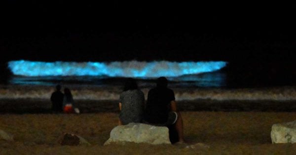“Noctiluca scintillans”, la microalga que hizo brillar las olas en Mar del Plata