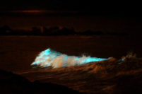 El brillo se apoderó de las olas en las playas de Mar del Plata