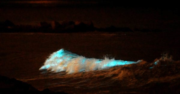 El brillo se apoderó de las olas en las playas de Mar del Plata