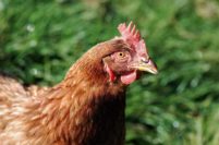 Gripe aviar en Mar del Plata: “Hay que cuidar la salud y el trabajo”