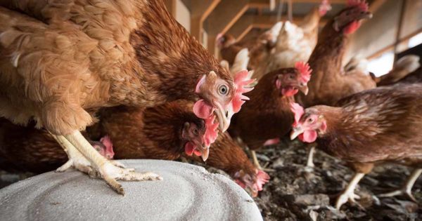Gripe aviar: buscan garantizar sostén económico para productores afectados