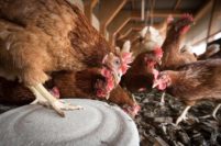 Gripe aviar: buscan garantizar sostén económico para productores afectados
