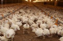 Confirmaron el primer caso de gripe aviar en Mar del Plata