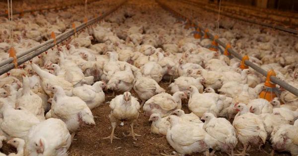 Confirmaron el primer caso de gripe aviar en Mar del Plata