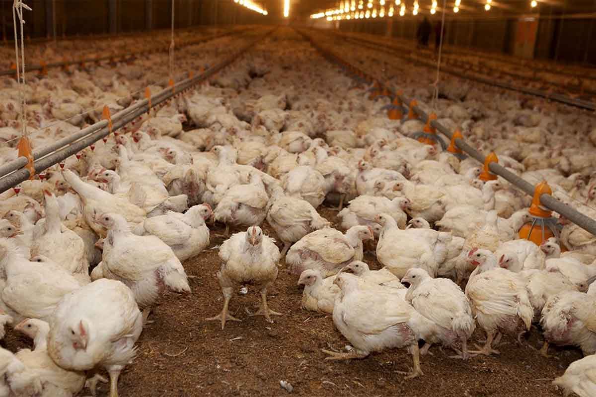 Gripe aviar: un “Programa de sostenimiento” para productores afectados