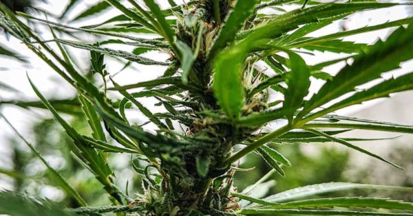 Cannabis: buscan facilitar la habilitación de “growshops” en Mar del Plata