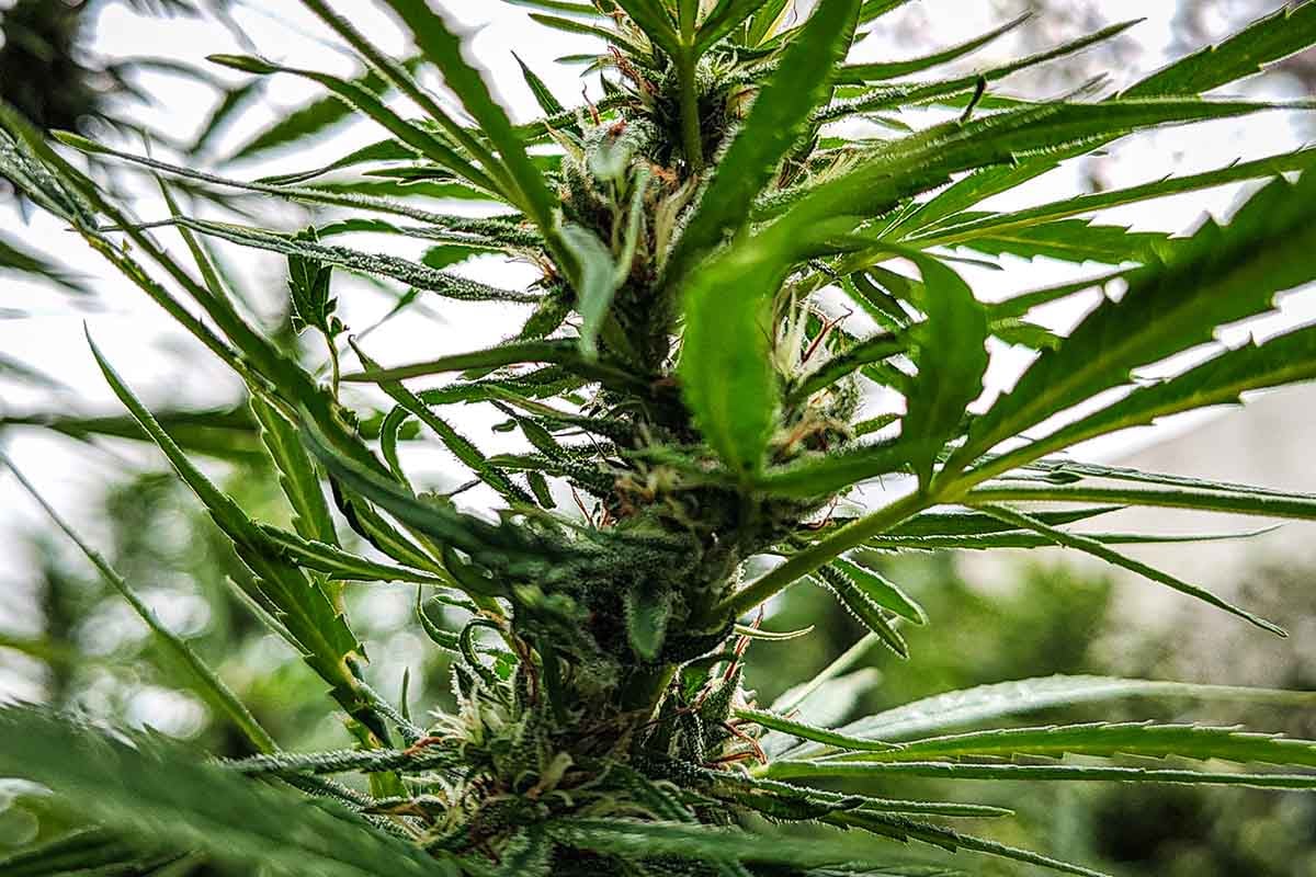 Cannabis: buscan facilitar la habilitación de “growshops” en Mar del Plata