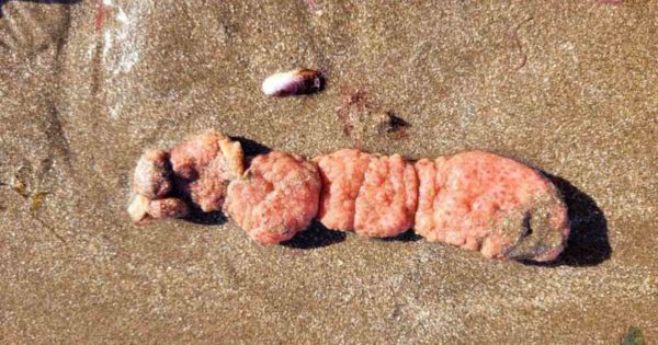 Los detalles sobre las “papas de mar” que aparecieron en playas de la zona sur