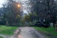Árboles y carteles caídos, las primeras consecuencias del temporal