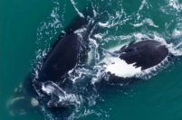 Registran por primera vez comportamientos reproductivos de ballenas en Mar del Plata