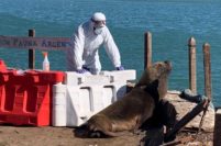 Confirmaron los primeros casos de gripe aviar en lobos marinos de Mar del Plata