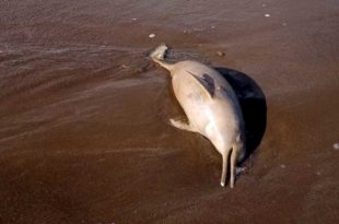 Varamientos de delfines franciscana: explicaciones, riesgo de extinción y un reclamo