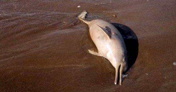 Varamientos de delfines franciscana: explicaciones, riesgo de extinción y un reclamo