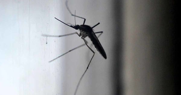 Calor, humedad y mosquitos: aumentan controles para la prevención del dengue