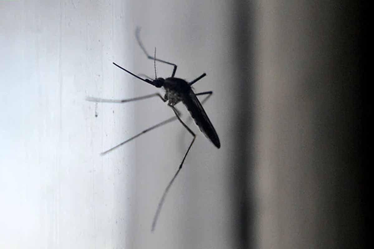 Dengue: analizan muestras de larvas de mosquitos en Mar del Plata