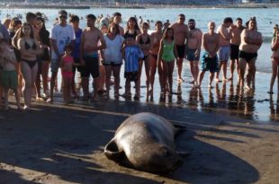 Elefantes marinos en las playas: piden concientización de marplatenses y turistas